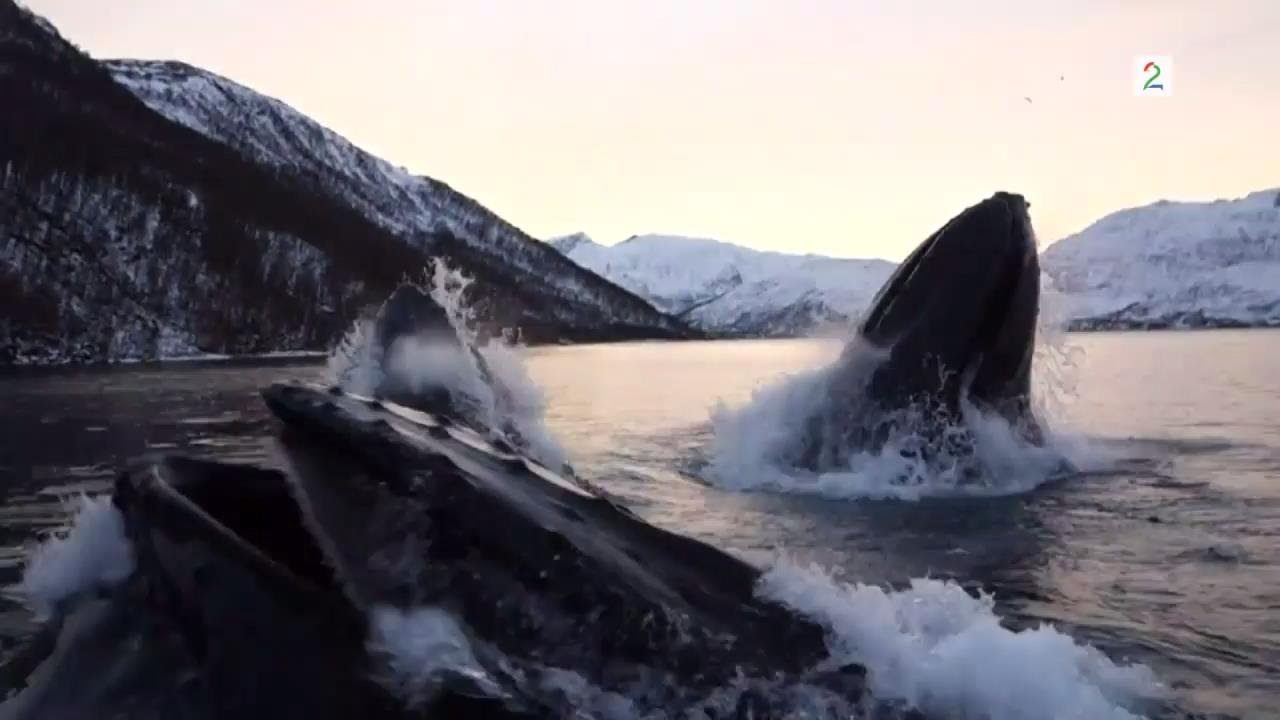 Norwegian fishermen have close encounter with humpback whales (English subtitles)