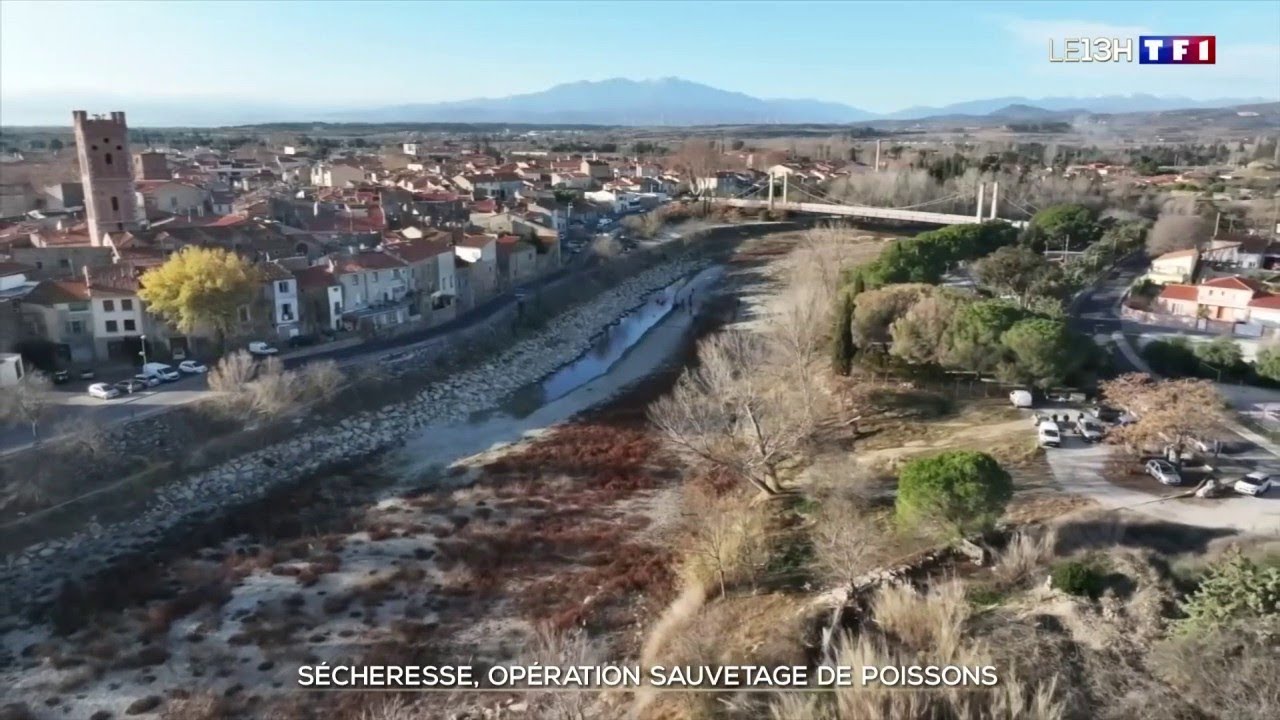 Sécheresse : opération sauvetage de poissons