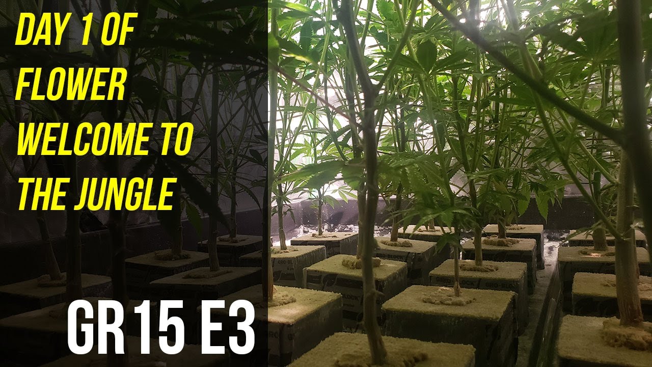 Day 1 of Flower Welcome To The Jungle - GR15 E3