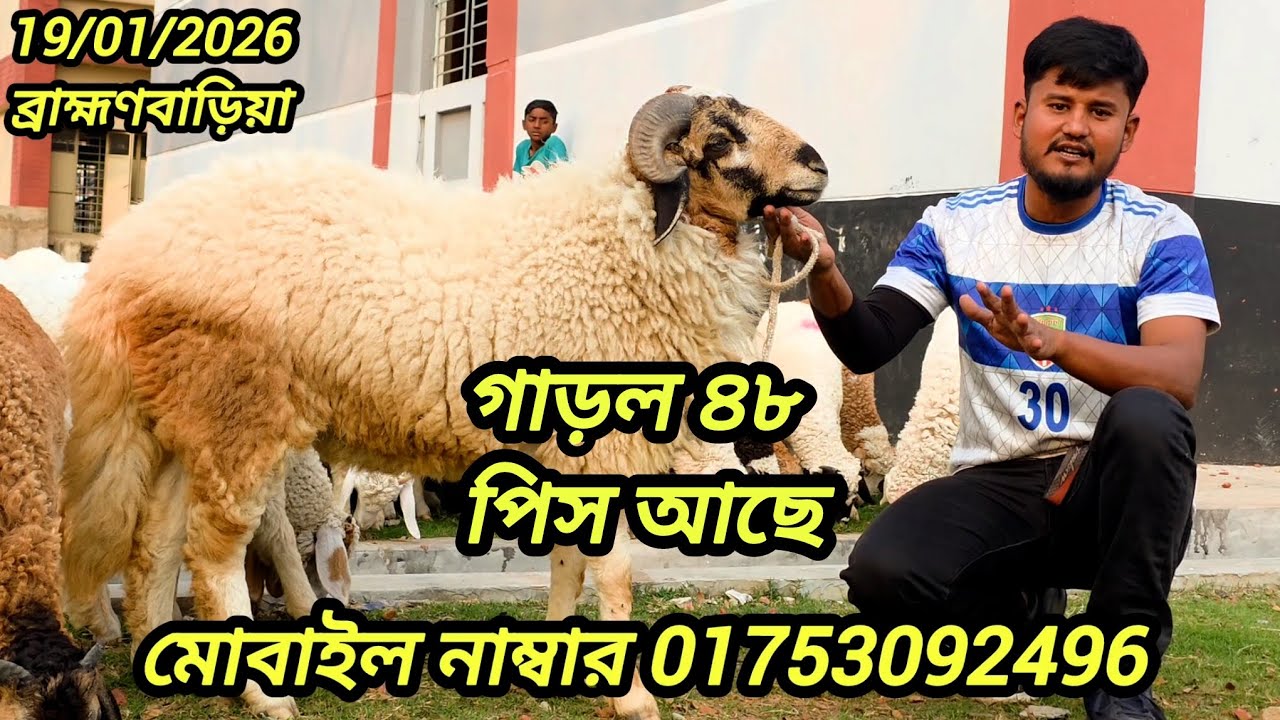 ব্রাহ্মণবাড়িয়া গাড়ল আছে মোট ৪৮ পিস!যারা সত্যিই কিনতে আগ্রহী, তারাই যোগাযোগ করুন।