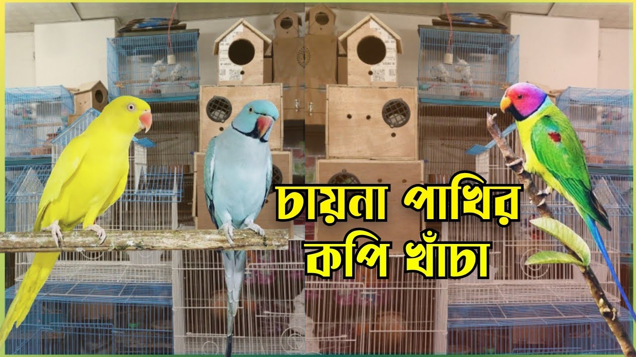 পাখির চায়না কপি খাঁচার দাম || চন্দনা টিয়া পাখি || China BirdCage Price in Bangladesh