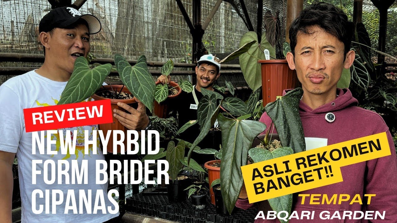 Anthurium Super Keren Hasil Karya Petani Cipanas 🔥 Rekomen Banget Untuk Di Koleksi‼️