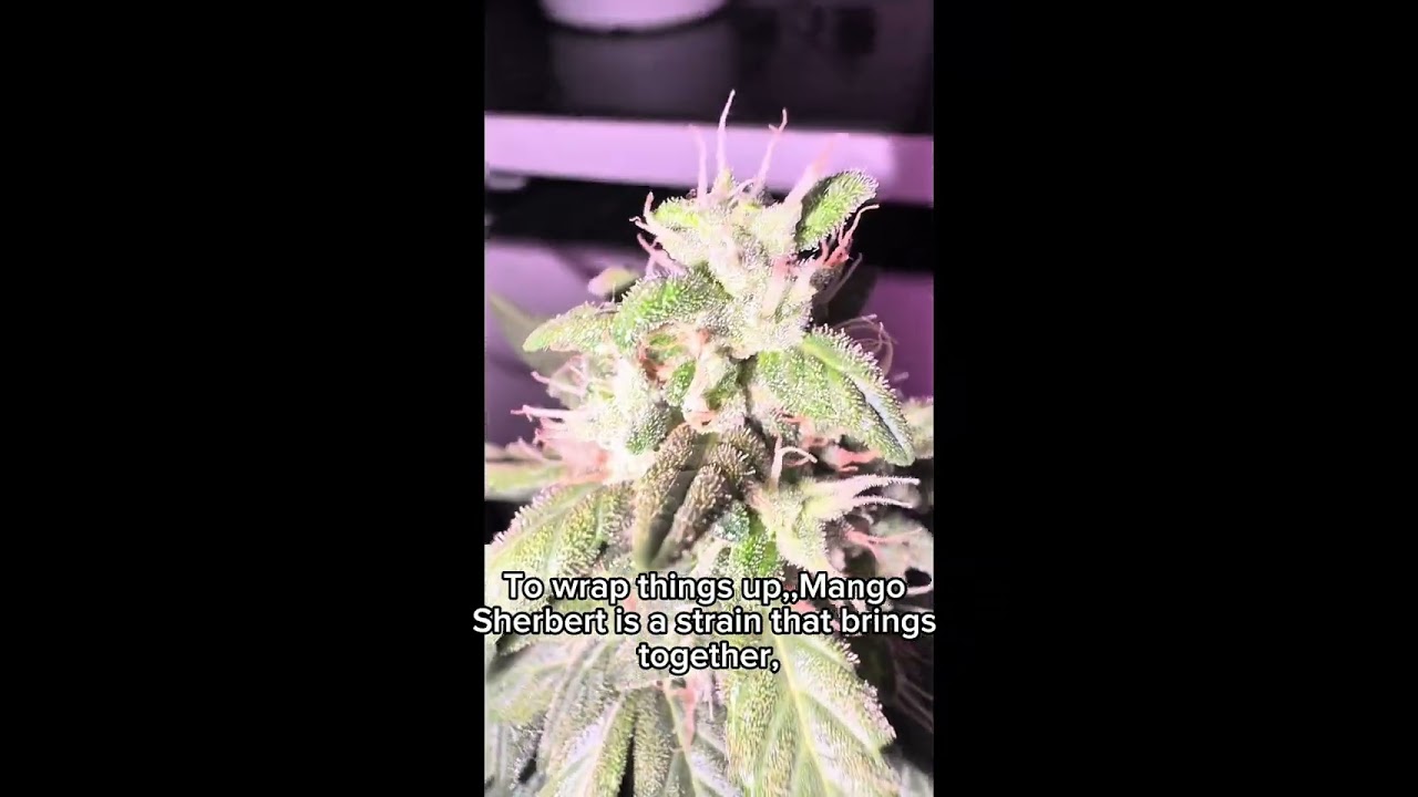 Mango Sherbert Strain Review &ndash; Aroma & Cultivation Deep Dive / Cannabis Education