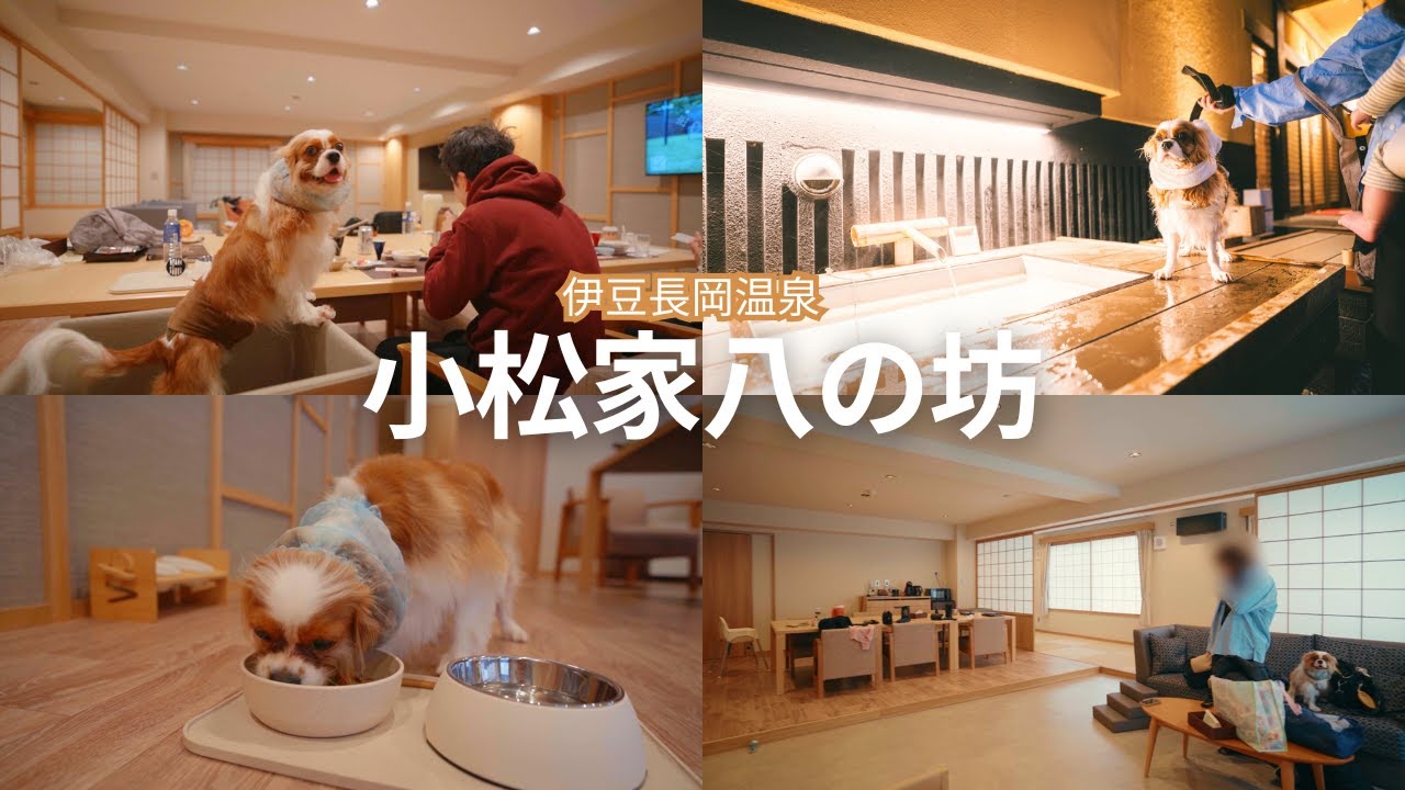 伊豆の宿「八の坊」、まさかの犬が主役。ノア様ご機嫌すぎて笑った