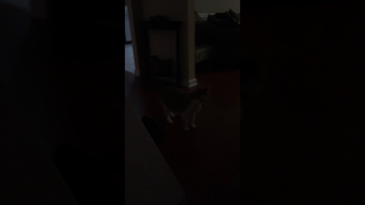 Tricking dumb Bruce