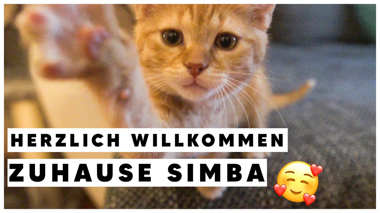 Erstausstattung f&uuml;r Katzen & SIMBA kommt nachhause | VLOG | mrs.marlisa