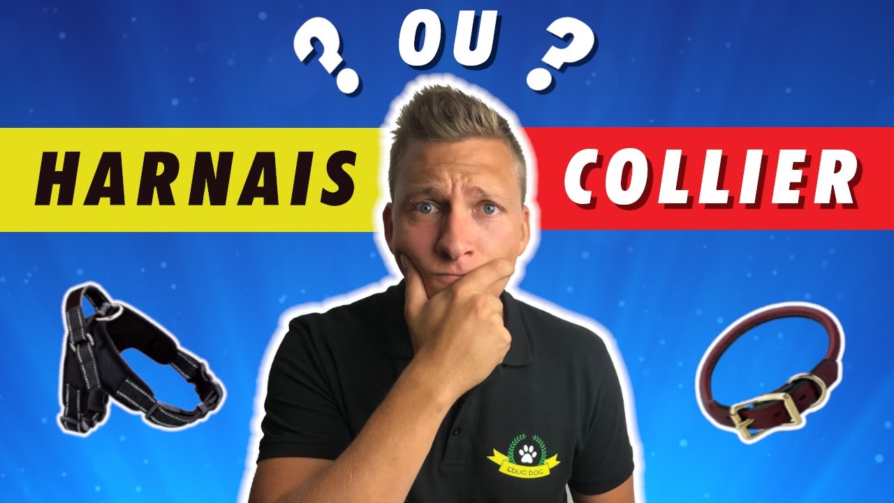 Harnais Ou Collier? Lequel Utiliser Pour Promener Votre Chien ?
