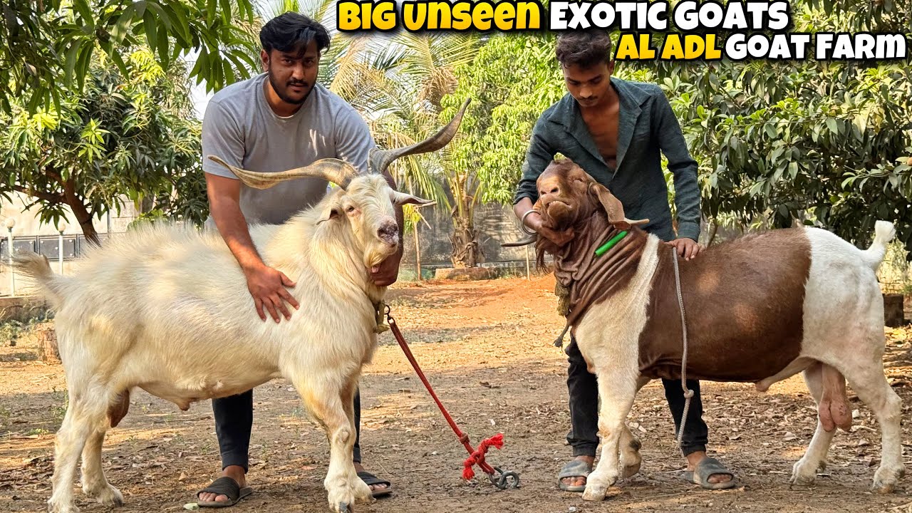RARE UNSEEN Exotic Goats of AL ADL Goat Farm Bhiwandi Mahapoli | BADE BAKRO Ka Khazana