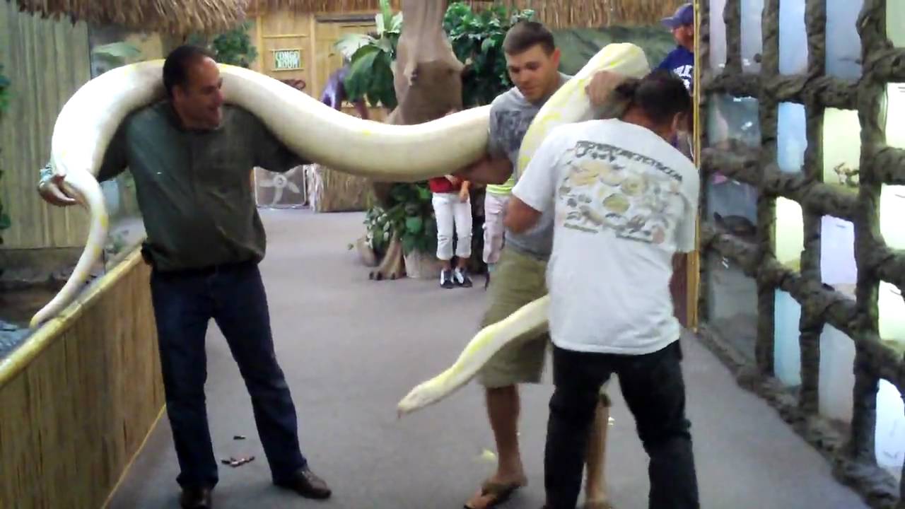 TWINKIE the Monster Snake at The Reptile Zoo