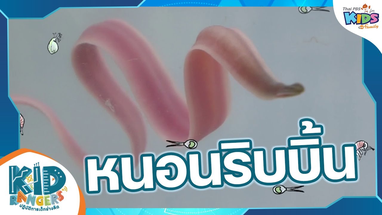 หนอนริบบิ้น | Kid Rangers ปฏิบัติการเด็กช่างคิด