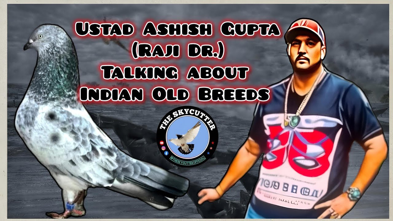 Ustad Ashish Gupta (Raji Dr.) Talk About Indian Breeds || Indian Kabootar by Ustad Ashish Gupta 