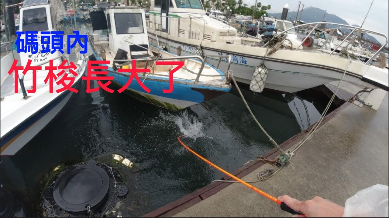 碼頭內的竹梭長大了!  紅槽真兇，跳出水面咬餌!!