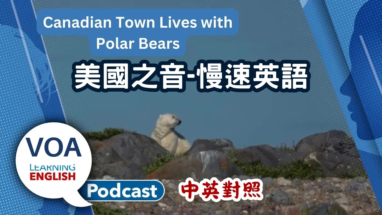 美國之音｜慢速英語 Podcast｜Polar bears in town, Walking benefits, Thanksgiving grammar, Hopes & Wishes｜中英對照