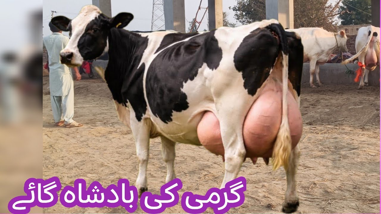 03466152628 | Friesian cholistani cross cow | cholistani cross cow | cholistani cow 