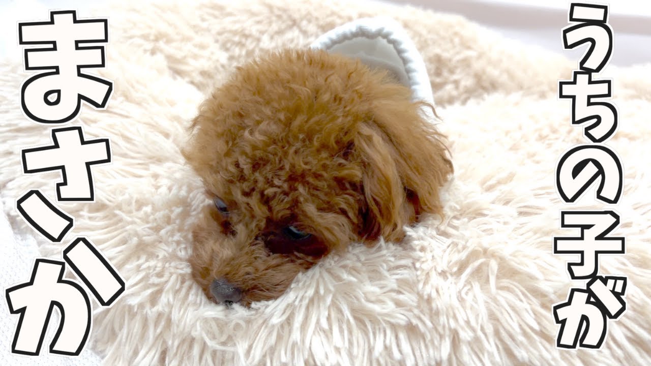 【パテラ】気を付けていた病気になりました...【トイプードル】