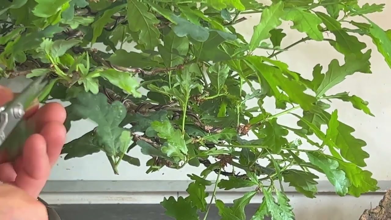 Pruning English Oak Bonsai After its Partial Defoliation