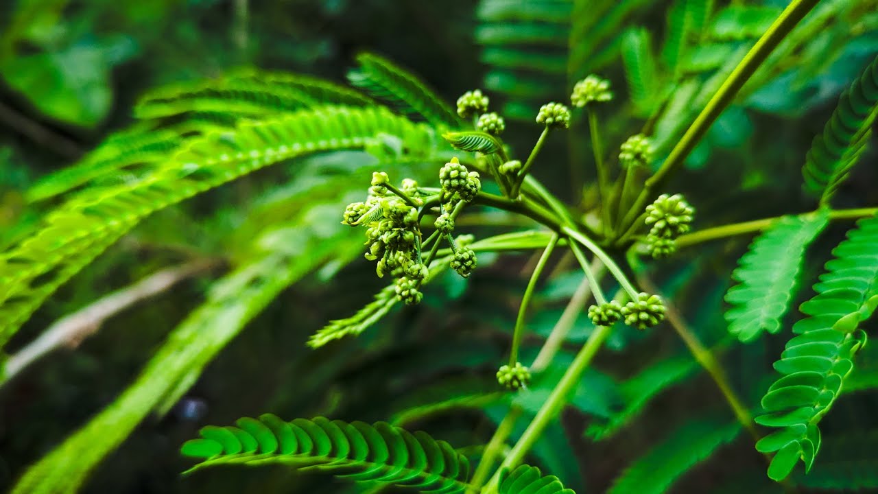 Es ist vollbracht - Albizia julibrissin: Die exotische Pflanze, die Ihrem Garten Eleganz verleiht