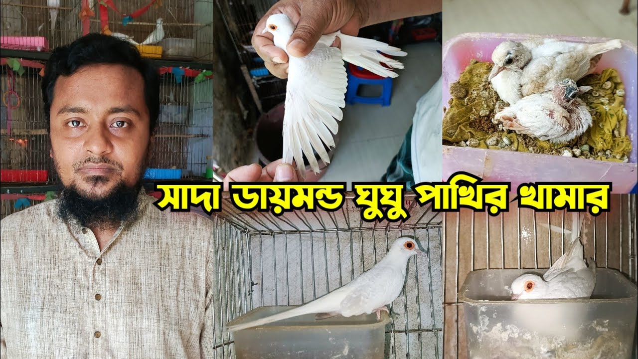 ডায়মন্ড ডাভ ঘুঘু পাখি পালন পদ্ধতি ও দাম | সাদা ডায়মন্ড ঘুঘু