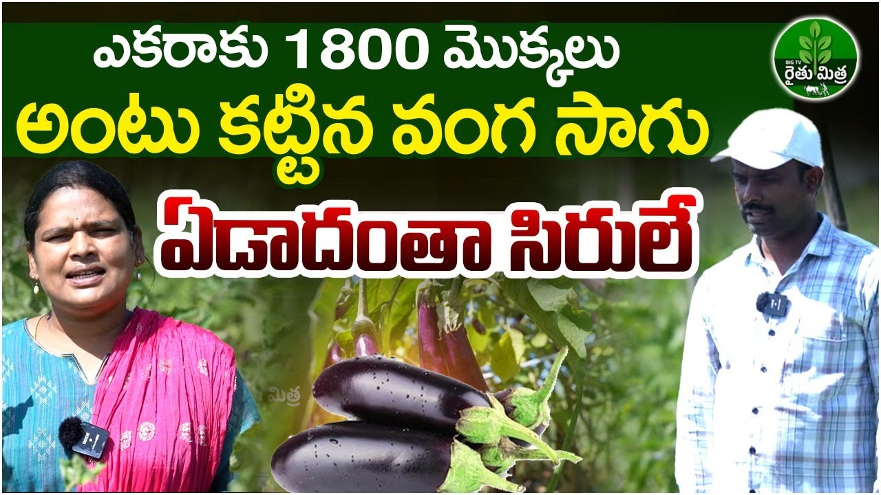 Grafted Brinjal Farming | సిరులు కురిపిస్తున్న వంకాయ పంట | Brinjal Farming | BIG TV Rythu Mithra