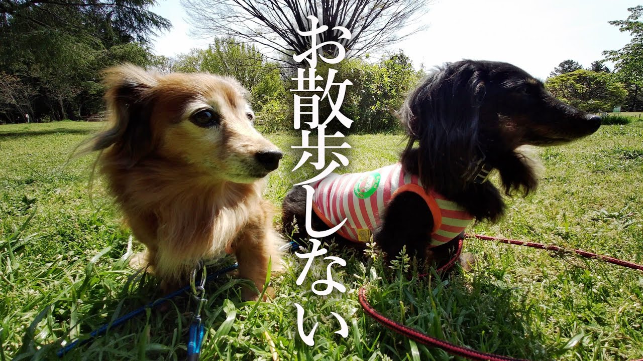 仲良しダックス兄弟の思い出　お散歩来たのにお散歩しないよシド