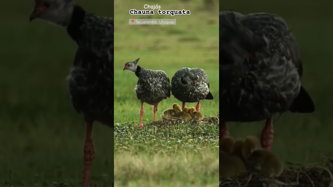 #chaja #uruguay #birdwatching