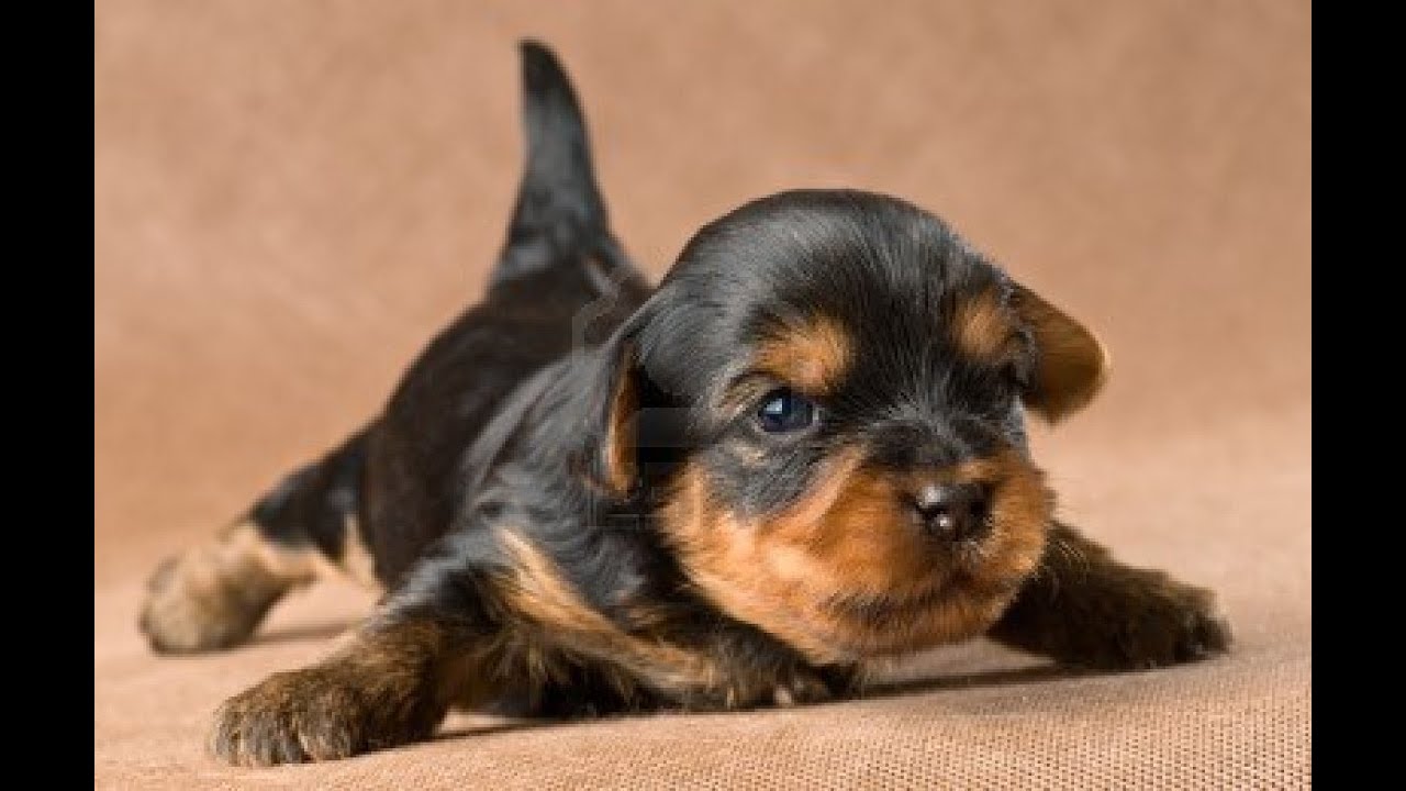 Yorkie Puppy Crying