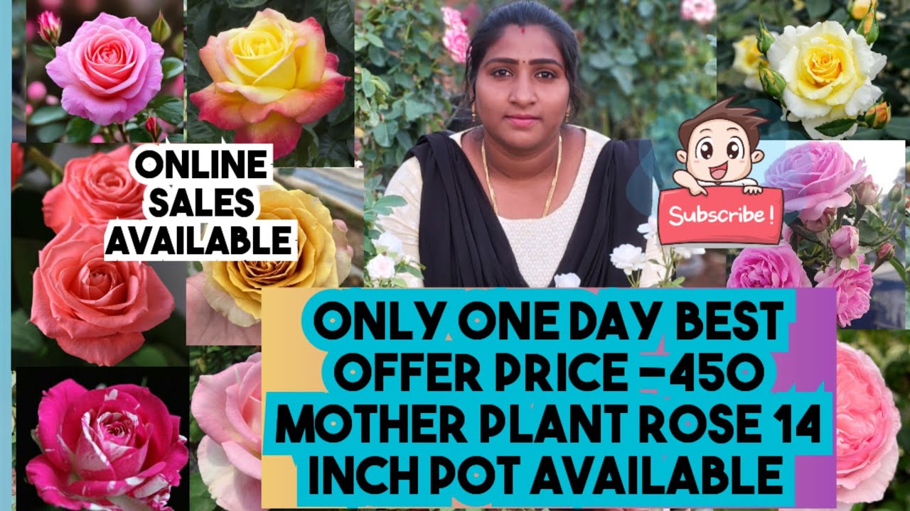 Only one day Best Offer price -450 Mother plant rose 14 inch pot available best quality plant 