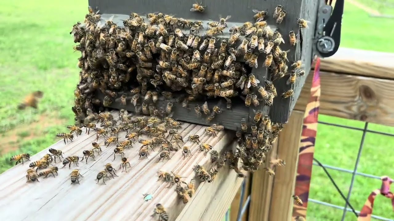 Swarm Catch April 18, 2024.