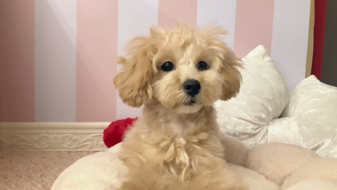 ペットショップ犬の家倉敷中庄店「マルプーちゃん」「197097」「2/23撮影」