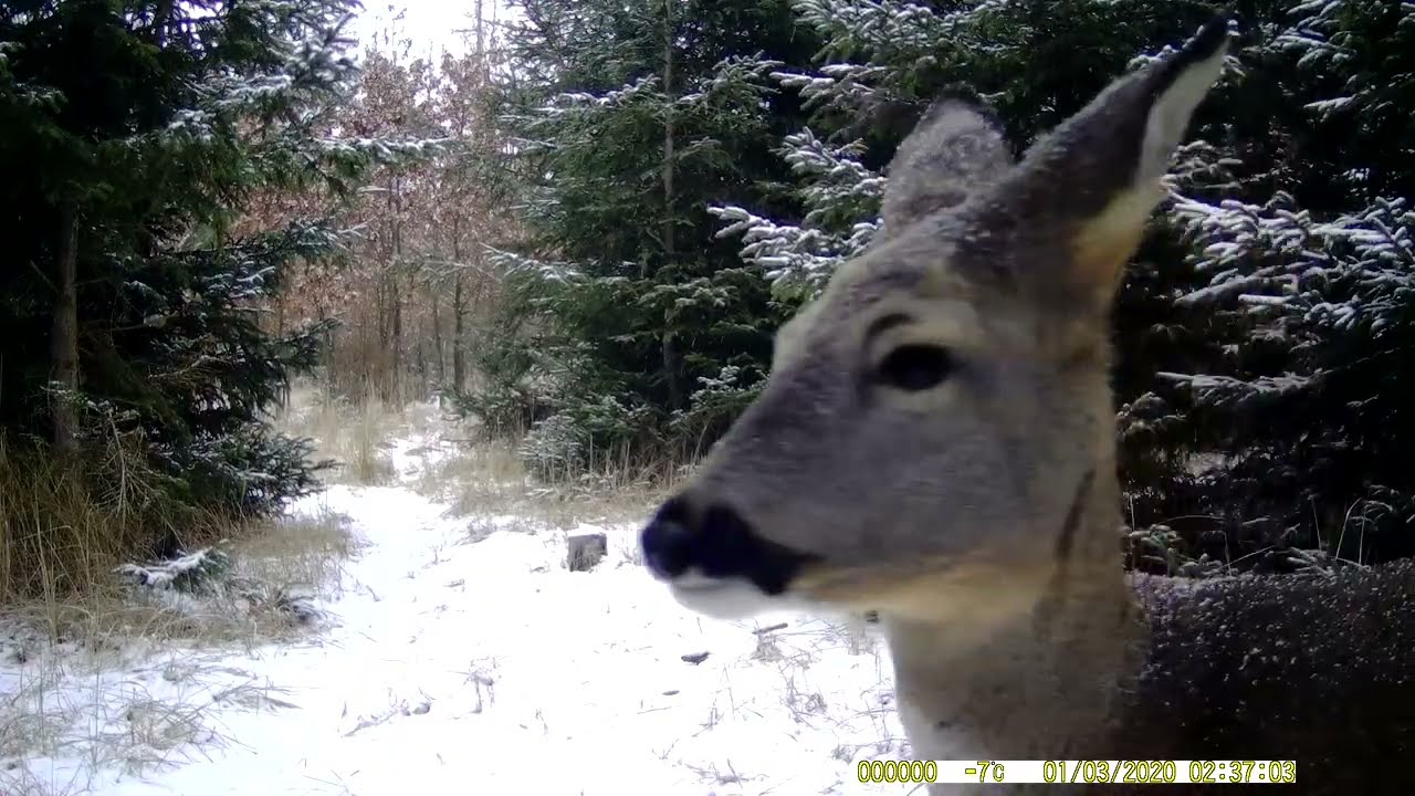 FOTOPAST MORAVA 12, 1/2026 #nature #myslivost#JAGD#woods#POLOWANIE#HUNTING#krásná příroda#CHASSE