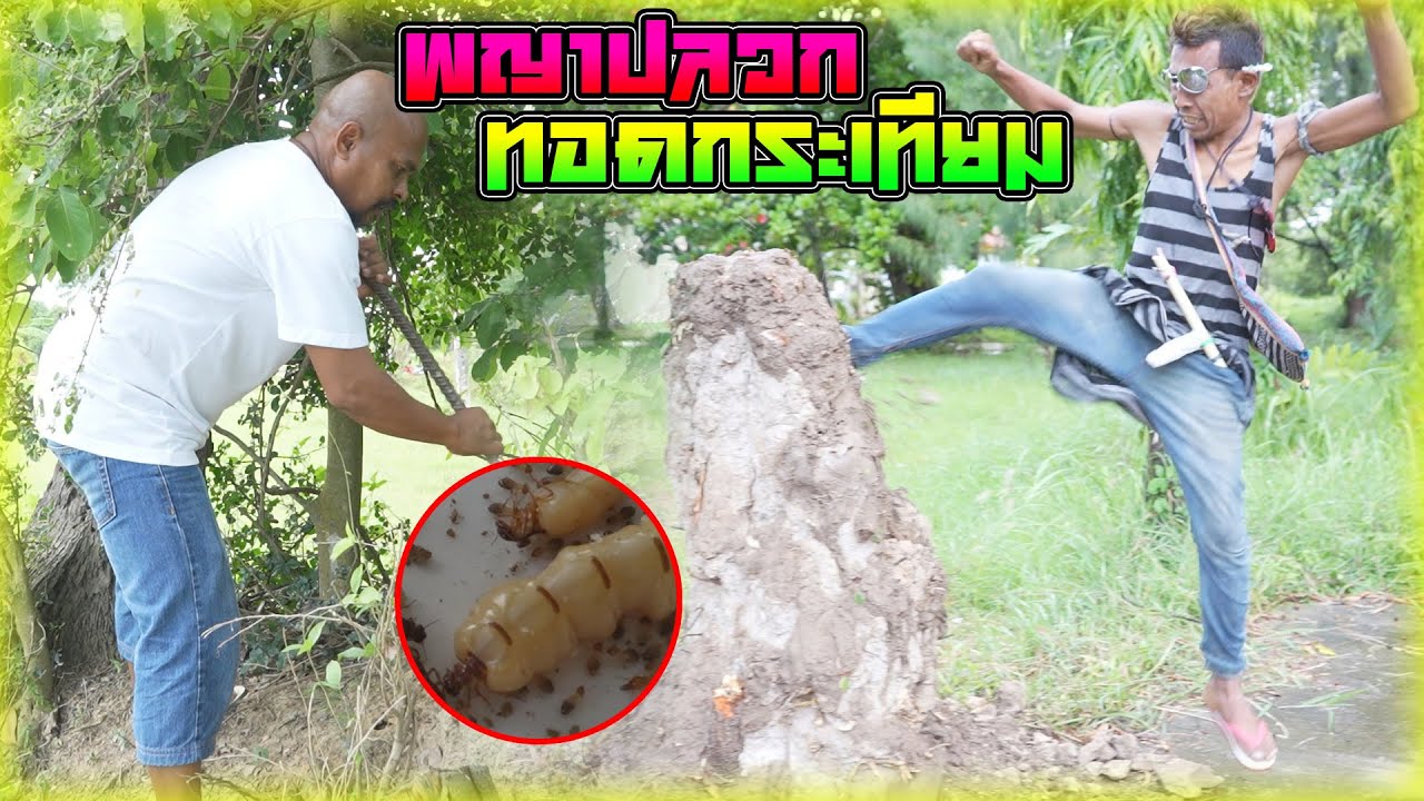 สิ่งศักดิ์สิทธิ์พญาปลวกทอดกระเทียมสดจากจอมปลวก