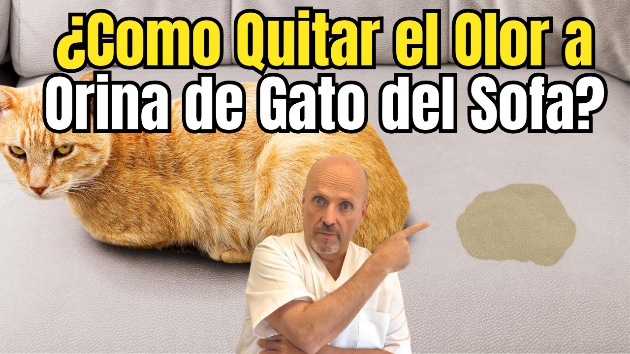 🐱🛋️ ¿COMO QUITAR EL OLOR A ORINA DE GATO DEL SOFA? 🐱🛋️
