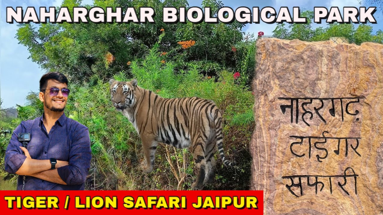 Nahargarh Biological Park | Jaipur zoo | Lion Safari | Jaipur ka Chidiyaghar | #rajasthantourism