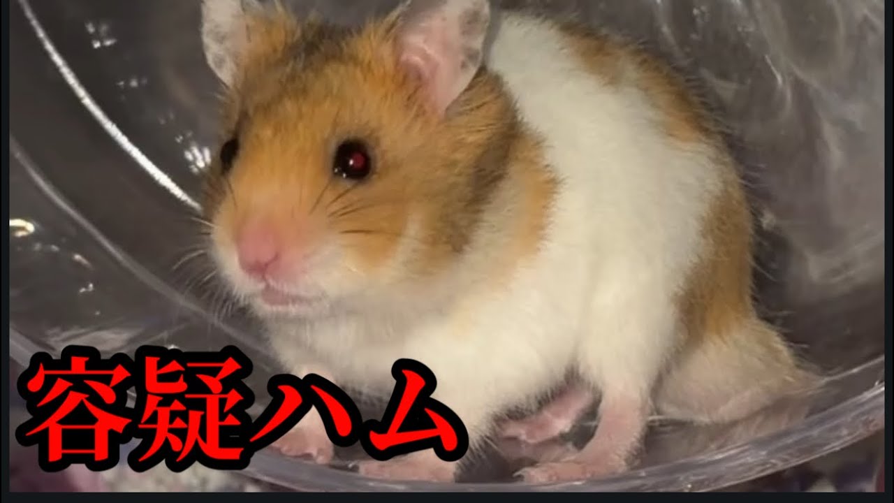 真夜中のガタガタ音！犯人を捜索したら意外な結果に…【容疑ハム：たまご】Midnight rattling noise! The suspect was Tamago!