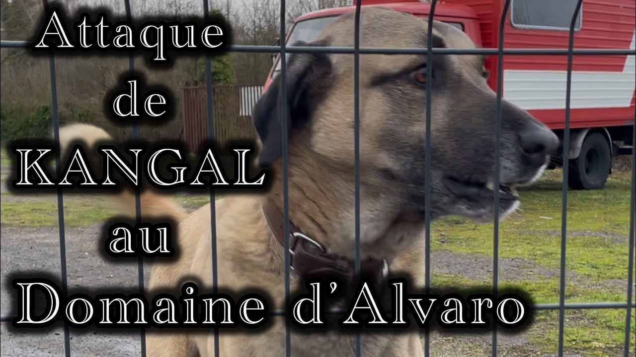 Attaque de KANGAL au Domaine d’Alvaro 