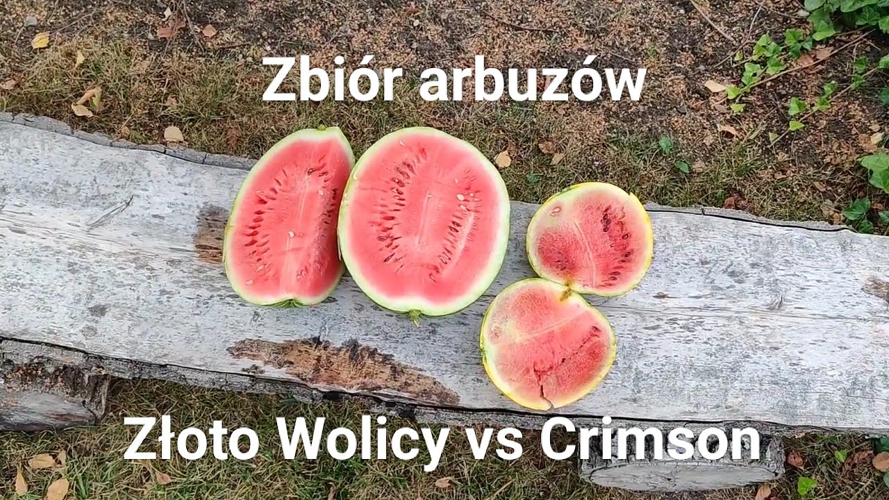 Zbi&oacute;r arbuz&oacute;w. Por&oacute;wnanie Złoto Wolicy vs Crimson