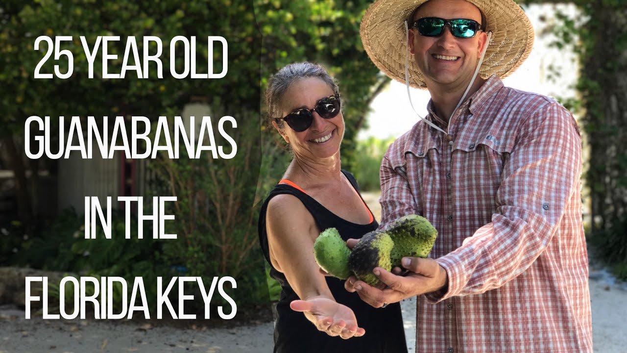25-Year-Old Soursop Trees in the Florida Keys (Part 1 of 2)