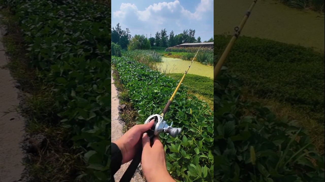 Wild Snakehead Fishing &ndash; Strike and Fight 🎣🐍