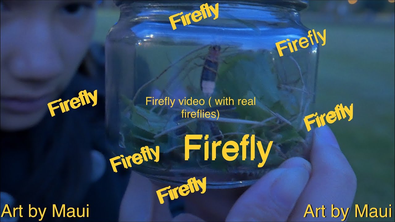 Catching Fireflies (Lightning Bugs) | Long Island | New York | Summertime