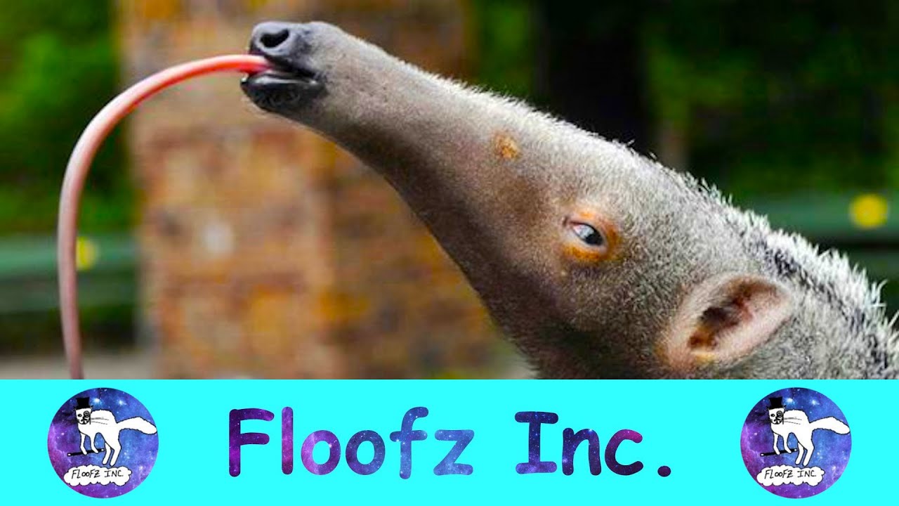 The Best Anteater Moments!