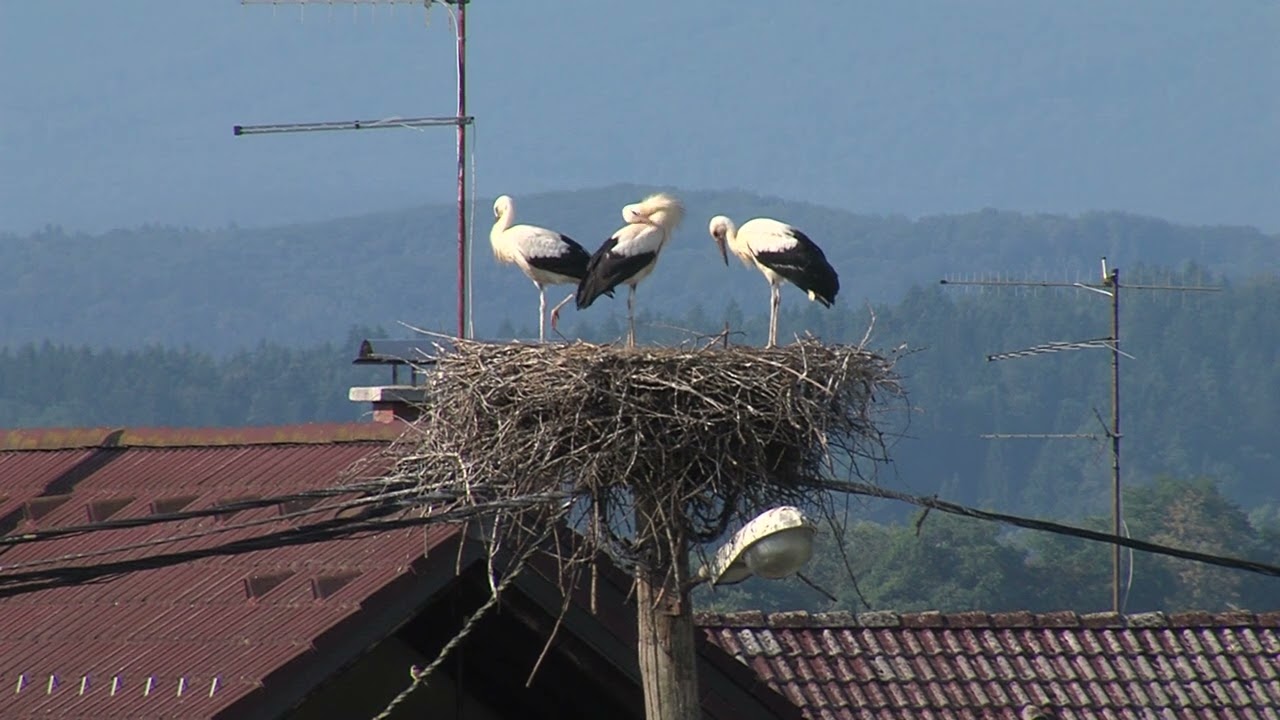 Štorklje pri nas