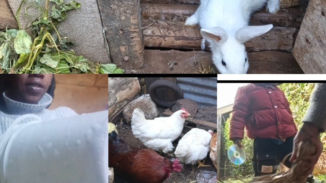 Slow simple village morning routine, slow living, feeding chicken, rabbits in the village 