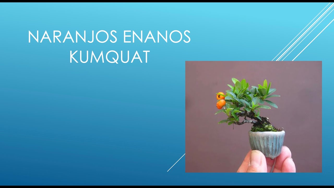 NARANJOS ENANOS: FORTUNELLA
