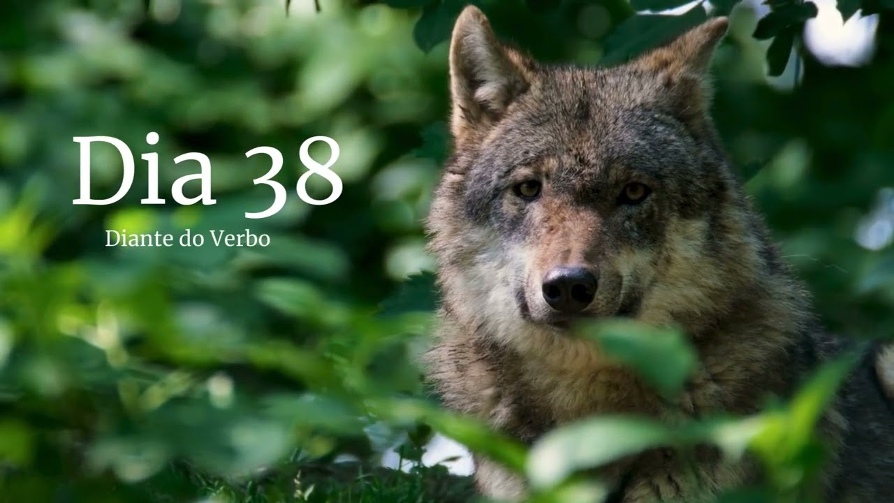 Leitura anual da Bíblia - Dia 38