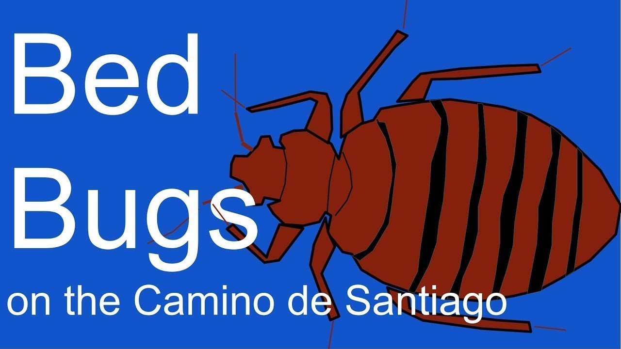 Bed bugs on the Camino de Santiago