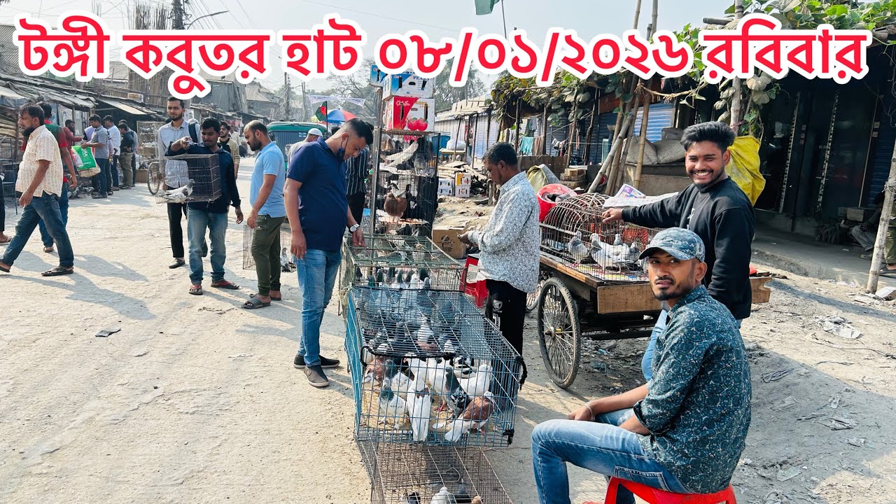 টঙ্গী কবুতর হাট ০৮/০১/২০২৬ | Bangladeshi Pigeon Market 2026 | Kobutor Hat 2026 | MOHAMAD RAFI | 