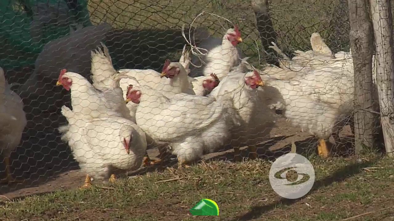 Cr&iacute;a de pollos de engorde en clima fr&iacute;o | La Finca de Hoy
