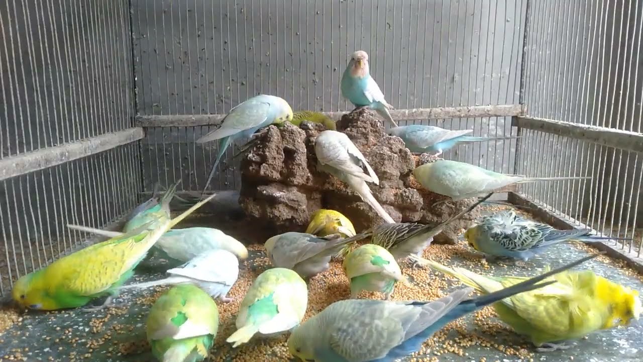 インコが自分の家だと思う空間の作り方 🏡🐤 #インコの気持ち #癒し #おうち時間