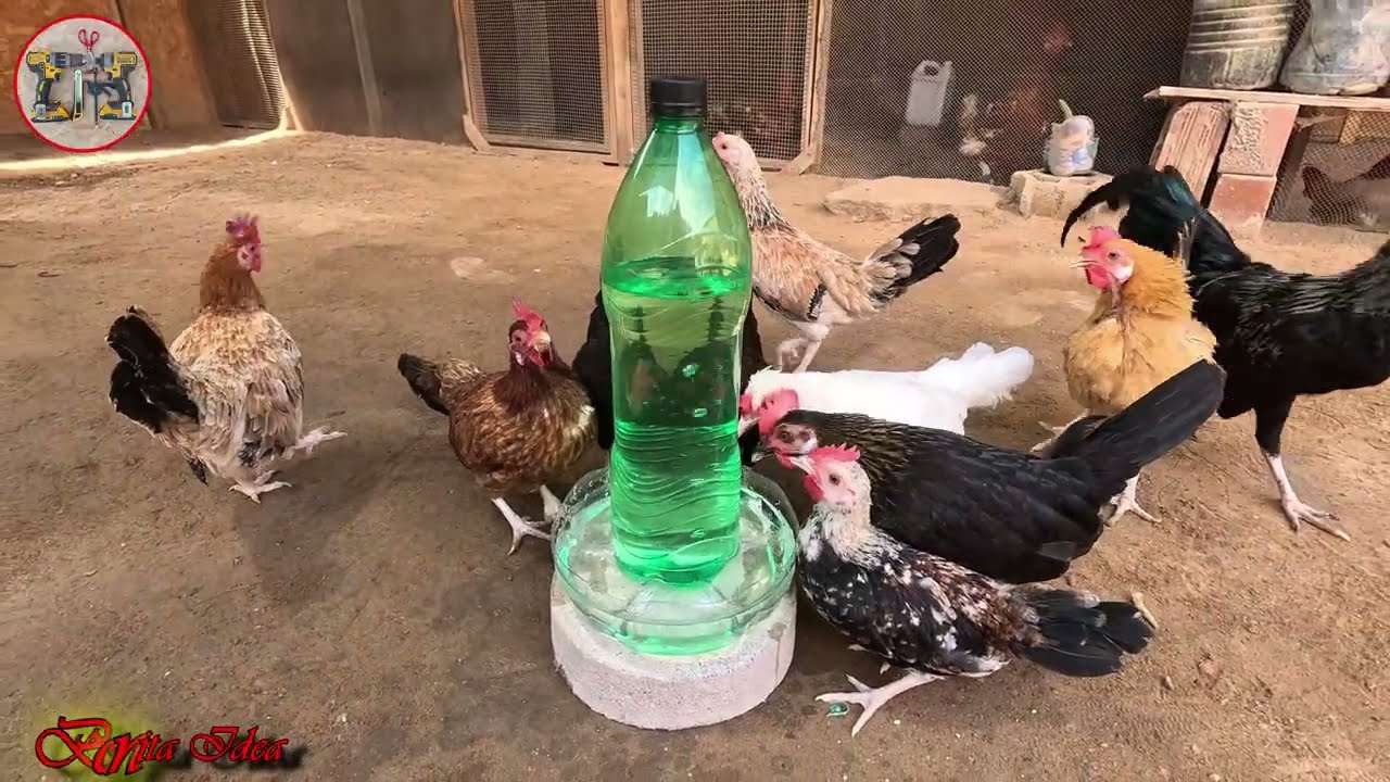 ¡Increíble! Bebedero Automático para Gallinas con Botellas Recicladas 🐔💧 (Súper Fácil y Ecológico)