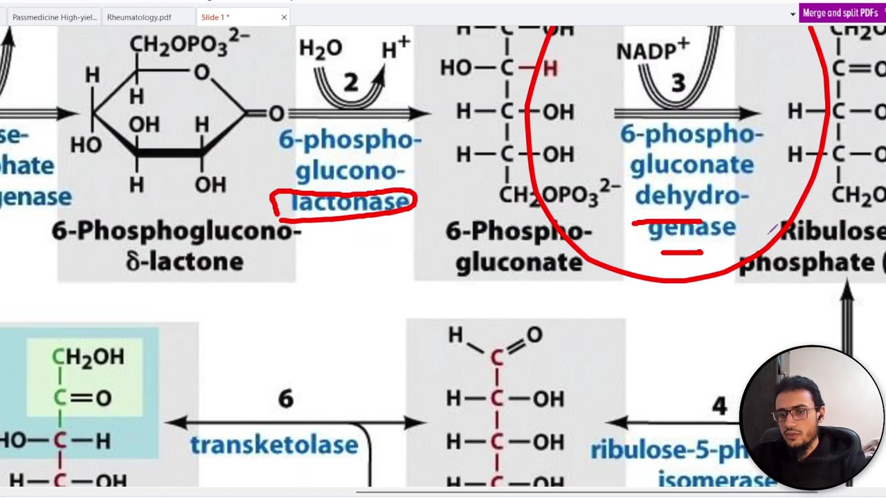 Pentose Phosphate pathway - شرح